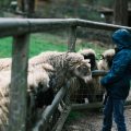 Animales de granja: encanto rural en comuniones madrileñas